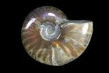 Lot: kg Iridescent, Red Flash Ammonites (-) - Pieces #82497-3